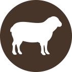 Lamb