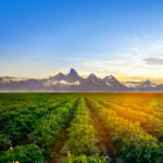 Seeds of Sustainability: Recycling