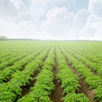 Stay on Trend with Idahoan® Sustainability Solutions