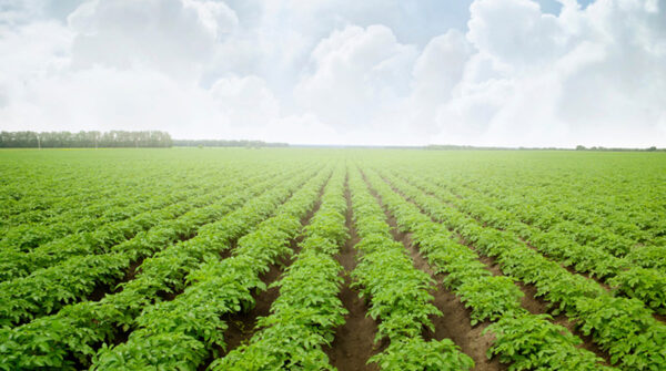 Stay on Trend with Idahoan® Sustainability Solutions