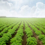 Waste Less, Save More: The Role of Fresh-Dried™ Potatoes in Sustainable Kitchens