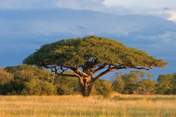 African landscape with a beautiful Acacia tree (Acacia erioloba), Hwange National Park, Zimbabwe, southern Africa
